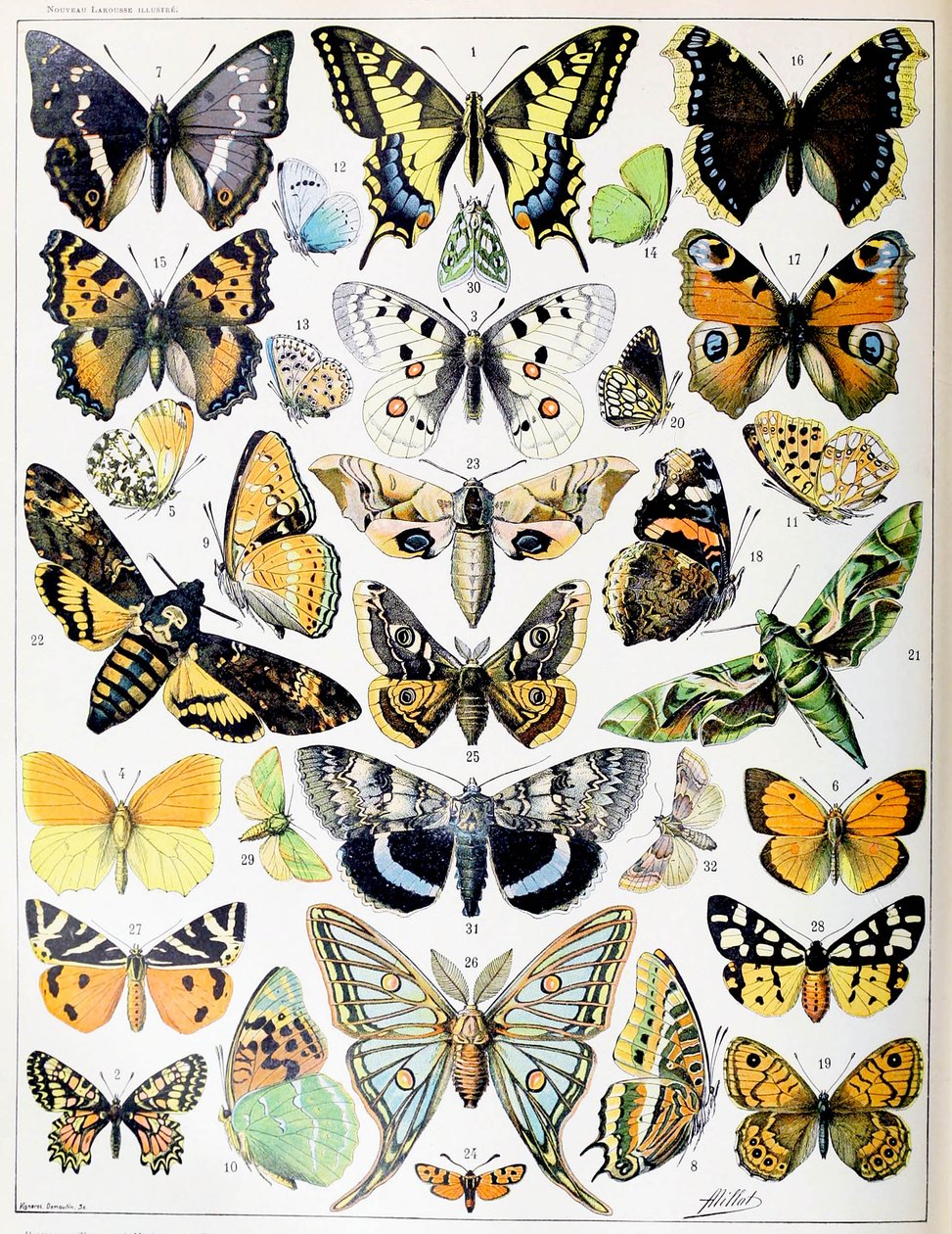 Illustration af sommerfugle og møl c.1923 af Adolphe Philippe Millot