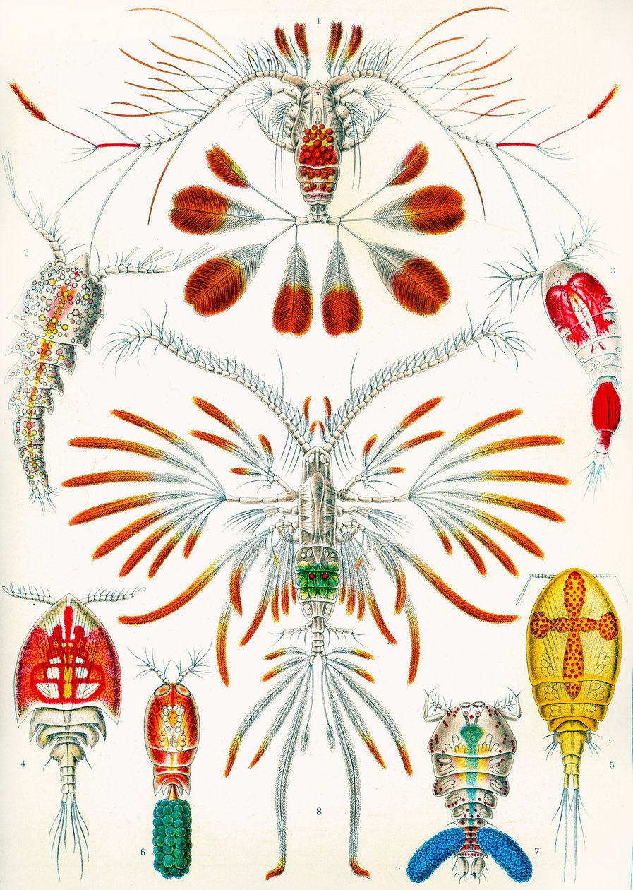 Illustration af stenpodder, ca. 1909 af Adolphe Philippe Millot