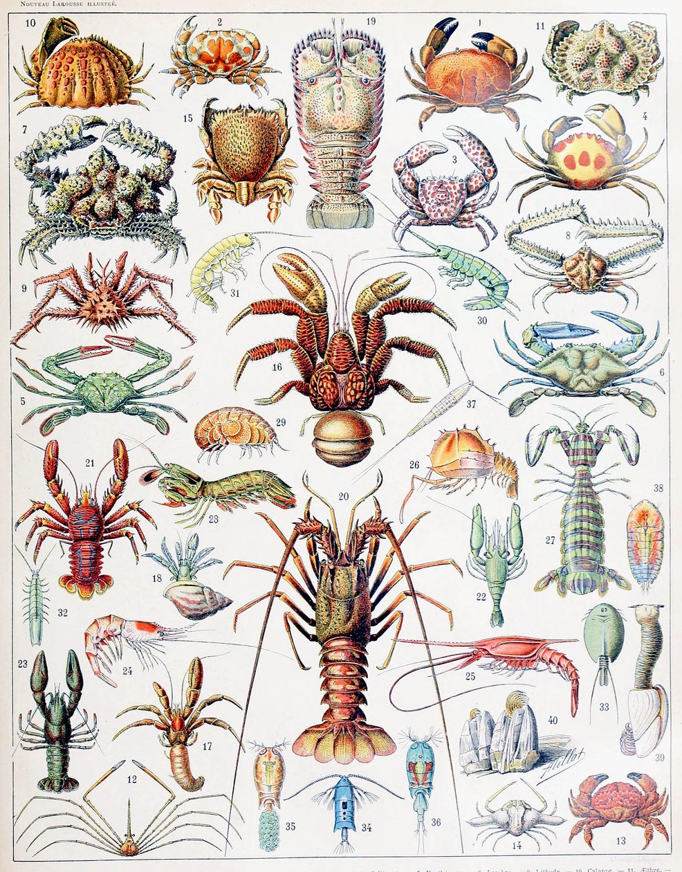 Illustration af krebsdyr c.1923 af Adolphe Philippe Millot
