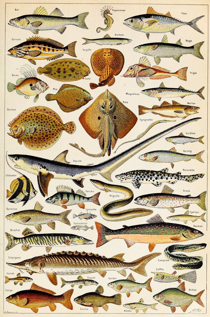 Illustration af spiselig fisk, ca. 1923 af Adolphe Philippe Millot