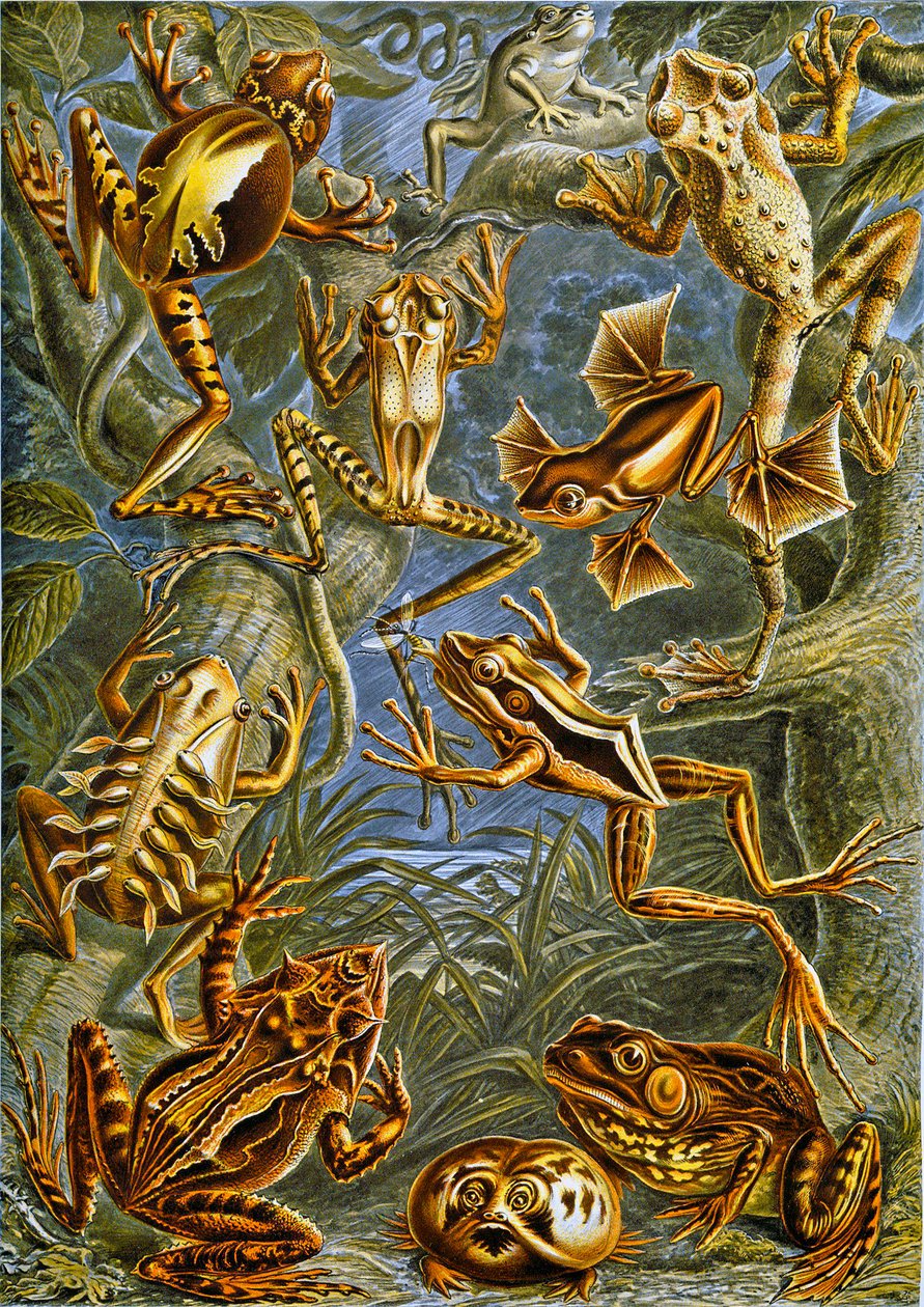 Illustration af frøer og tudser c.1909 af Adolphe Philippe Millot