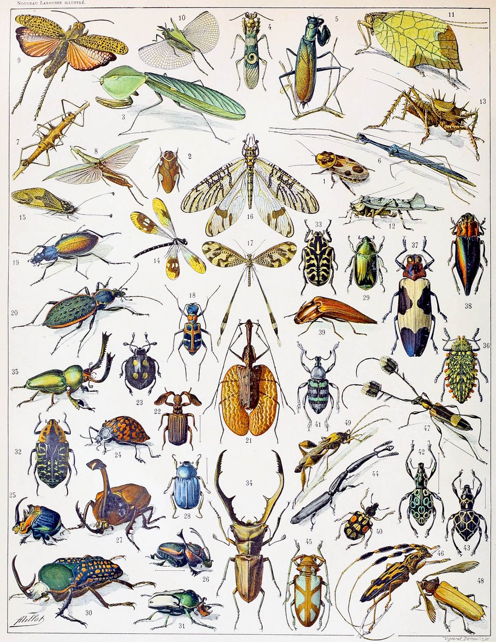 Illustration af insekter c.1923 af Adolphe Philippe Millot