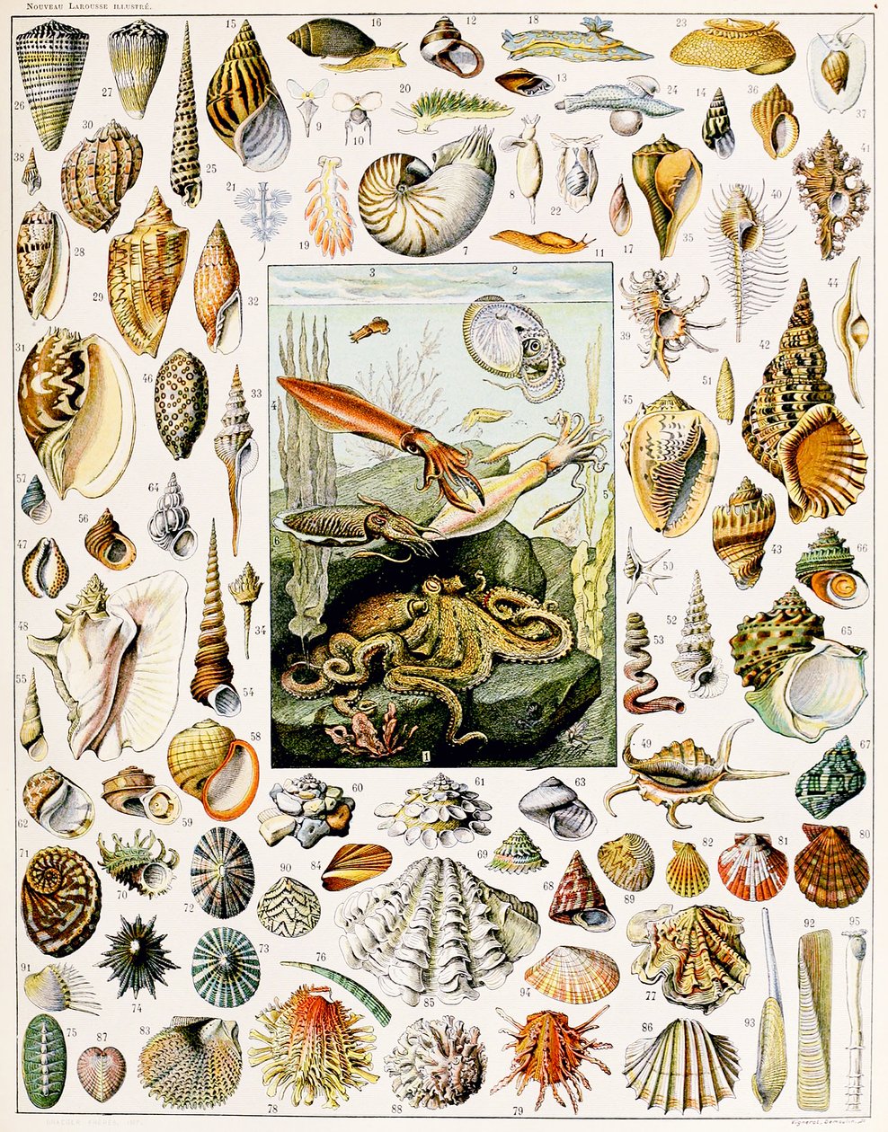 Illustration af muslingeskaller ca. 1923 af Adolphe Philippe Millot
