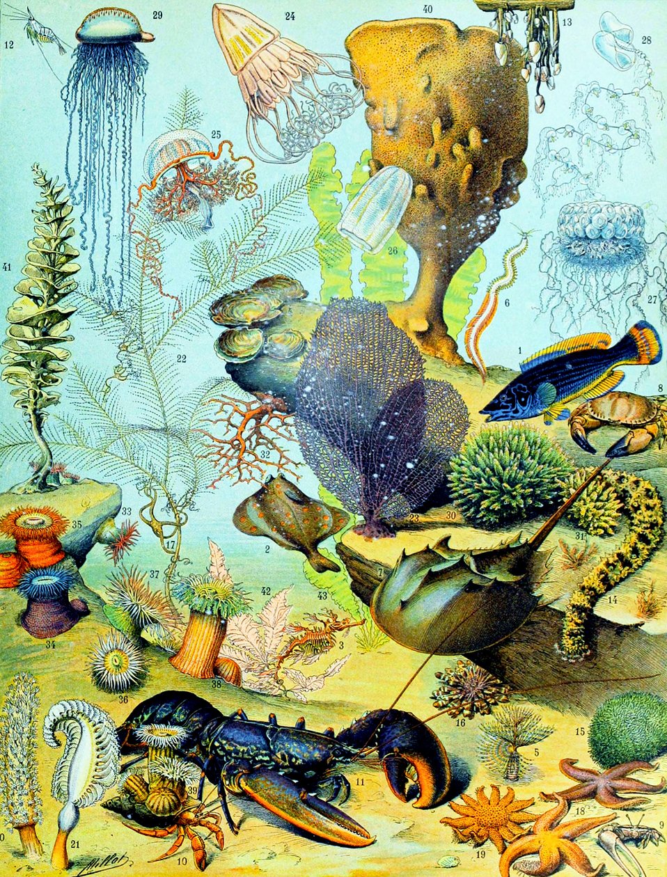 Illustration af en undervandsscene ca.1923 af Adolphe Philippe Millot