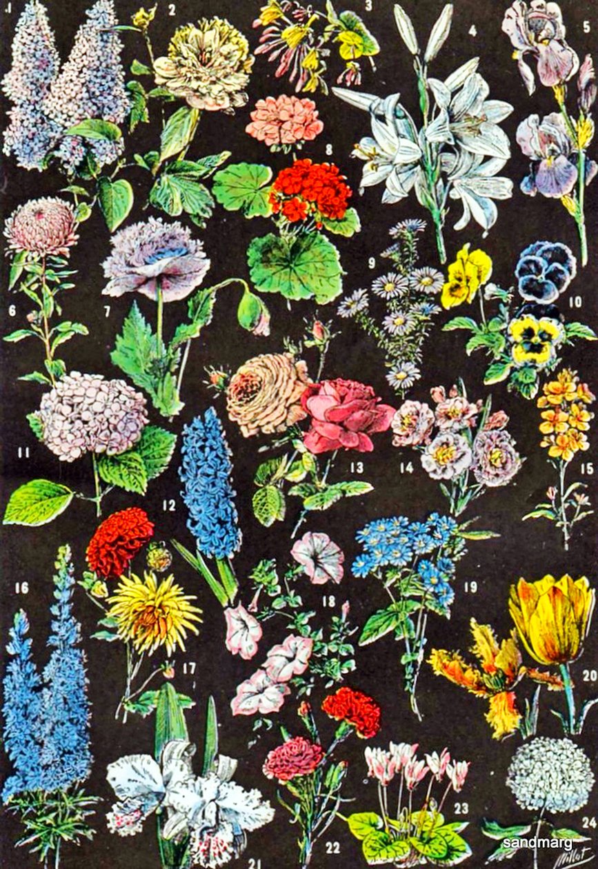 Illustration af haveblomster ca.1923 af Adolphe Philippe Millot