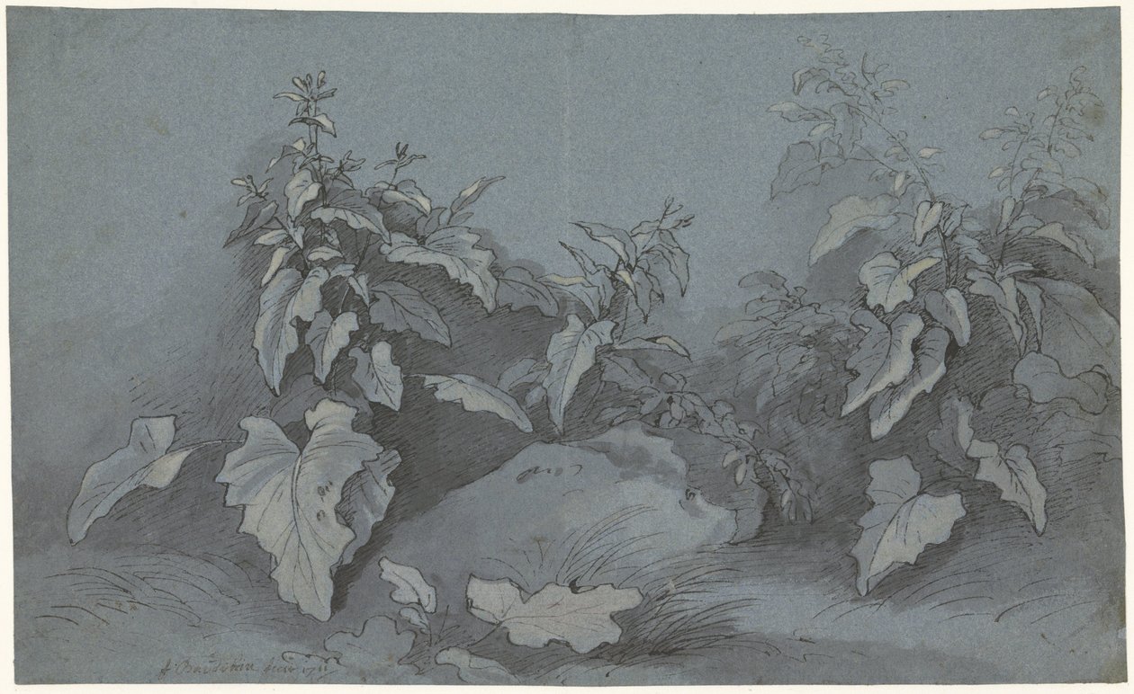 Plante undersøgelse af Adriaan Boudewyns