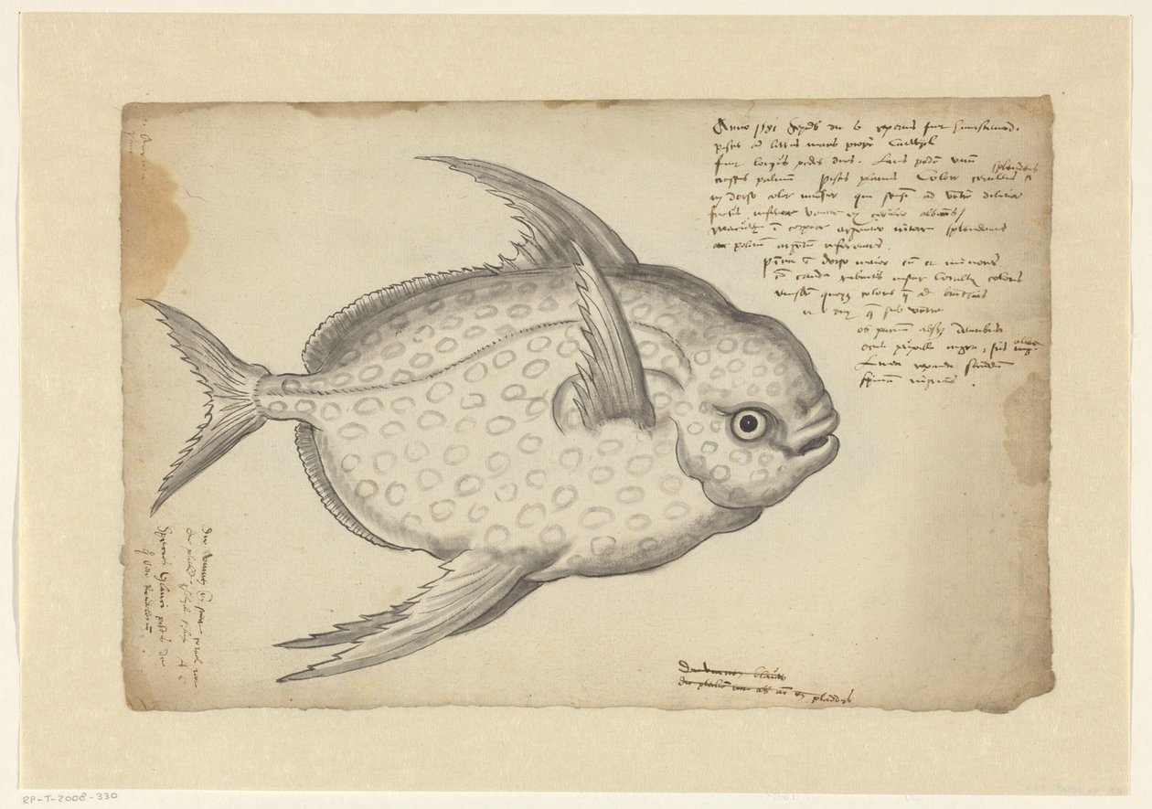 Kongefisk af Adriaen Coenen