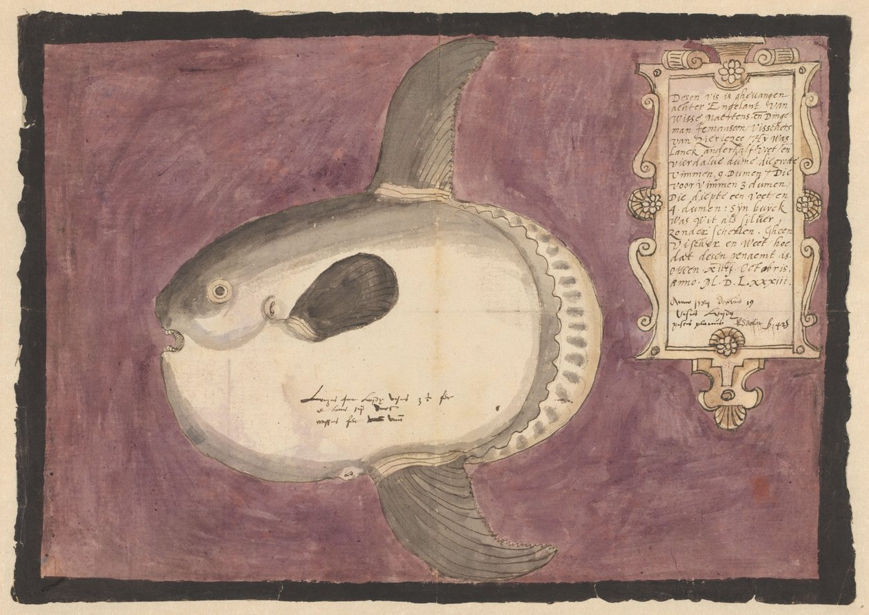 Ocean solfisk (Mola mola) af Adriaen Coenen