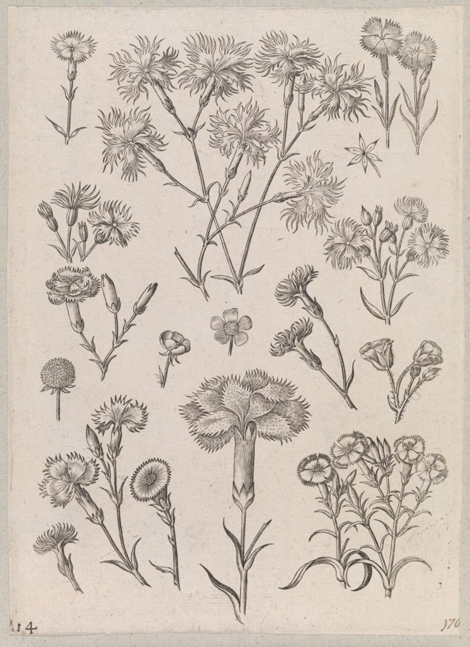 Nellike af Adriaen Collaert
