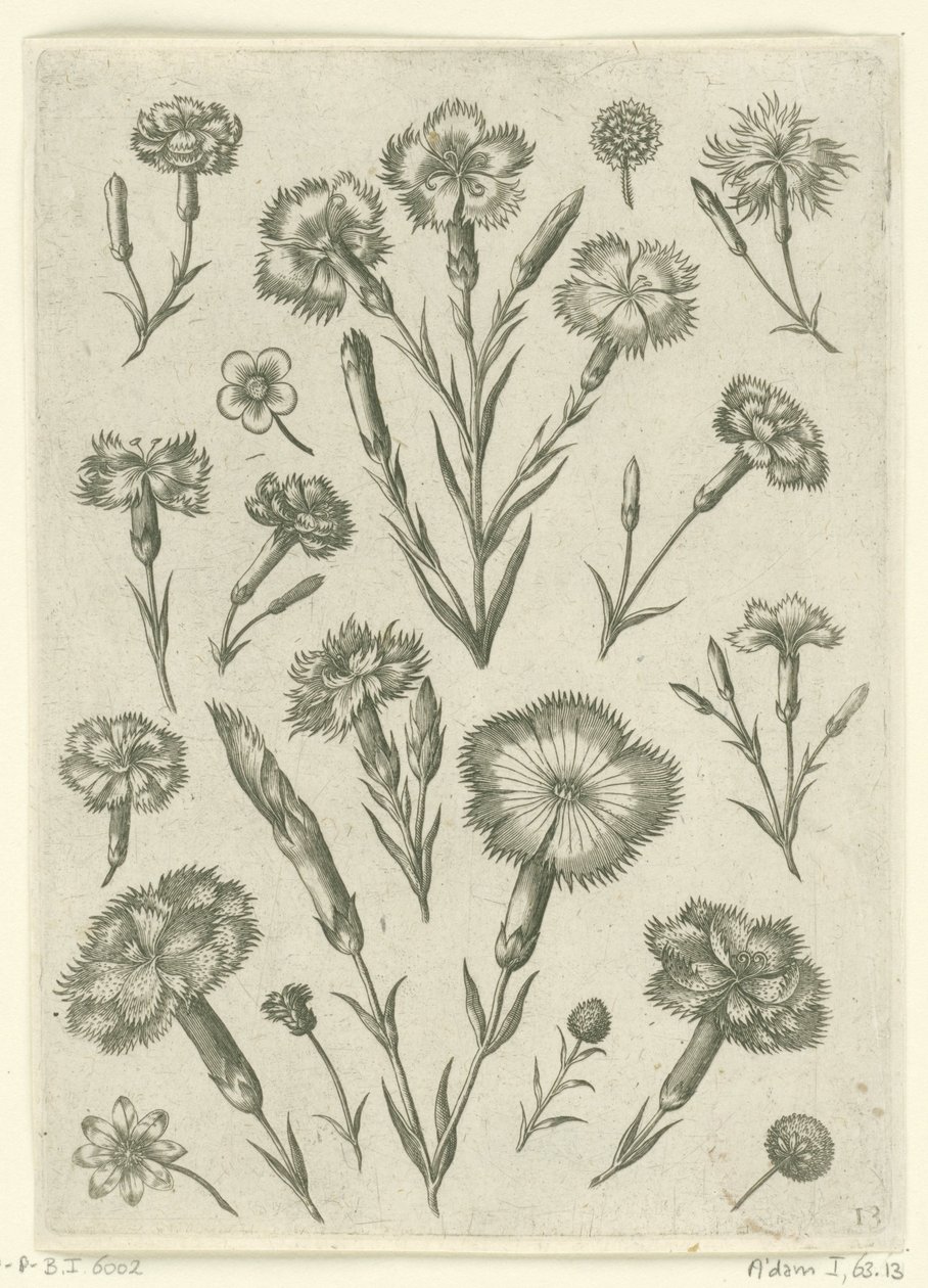 Forskellige vrede Florilegium (serietitel) af Adriaen Collaert
