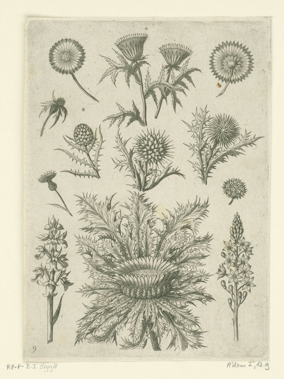 Fjernt på forskellige måder Florilegium (serietitel) af Adriaen Collaert