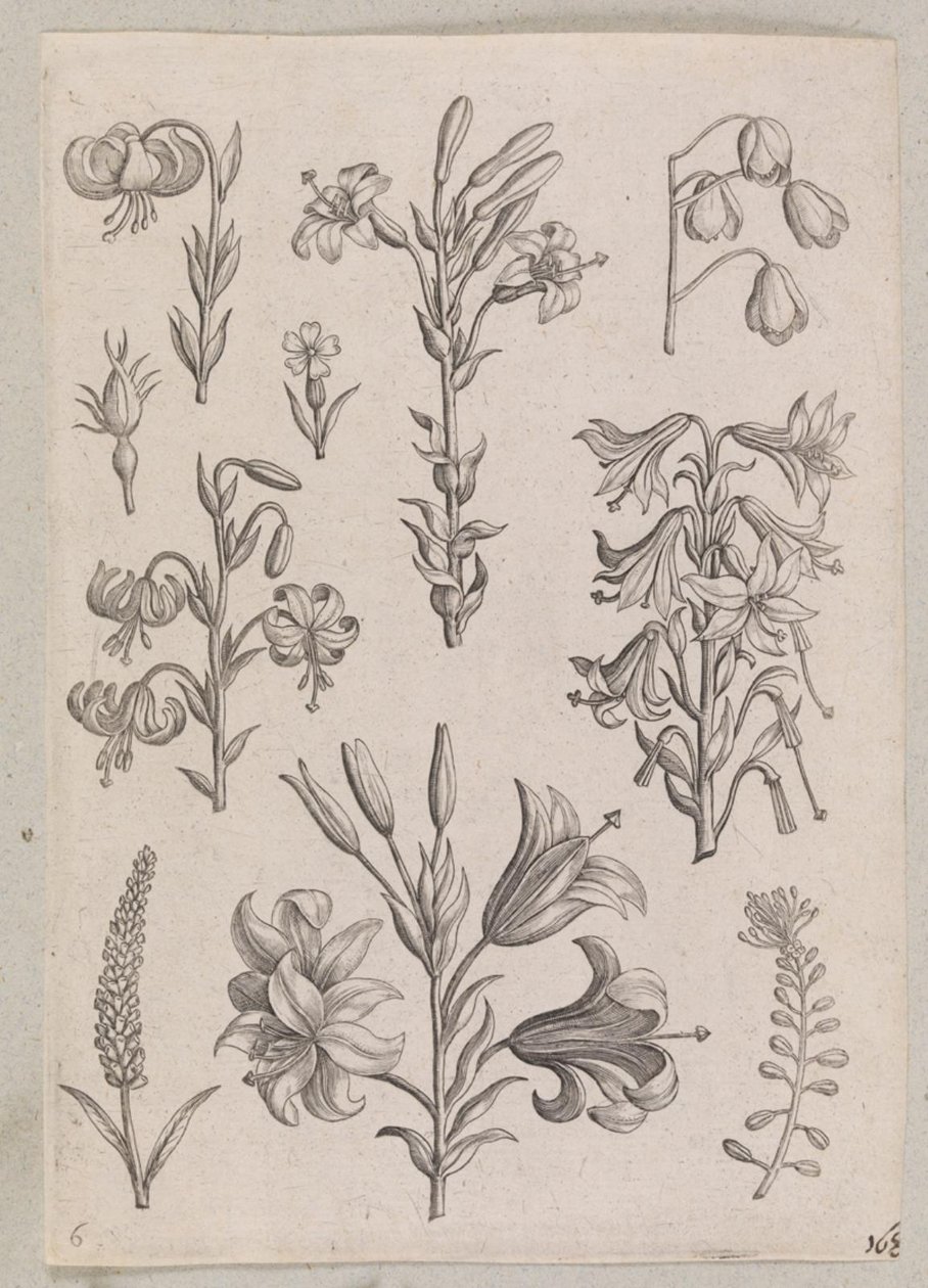 Liljer af Adriaen Collaert