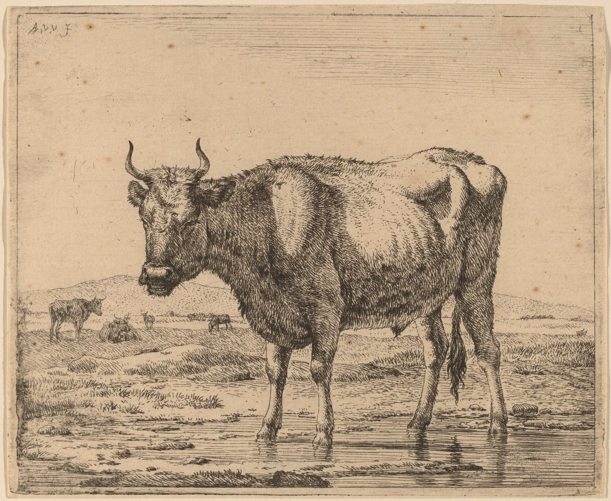Tyr, der står i vand af Adriaen van de Velde