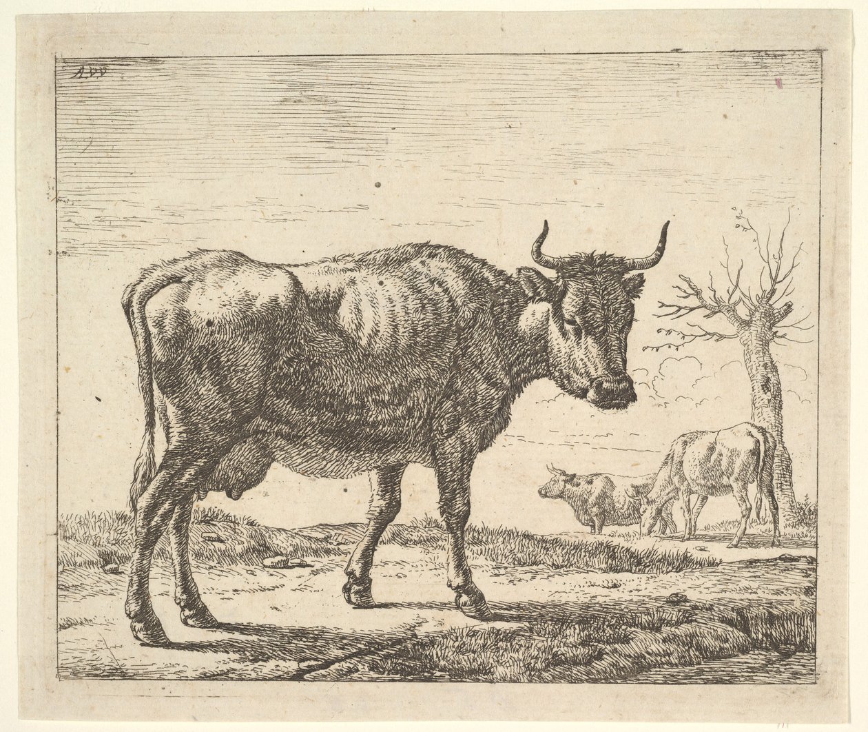 Tre køer, fra forskellige dyr. af Adriaen van de Velde