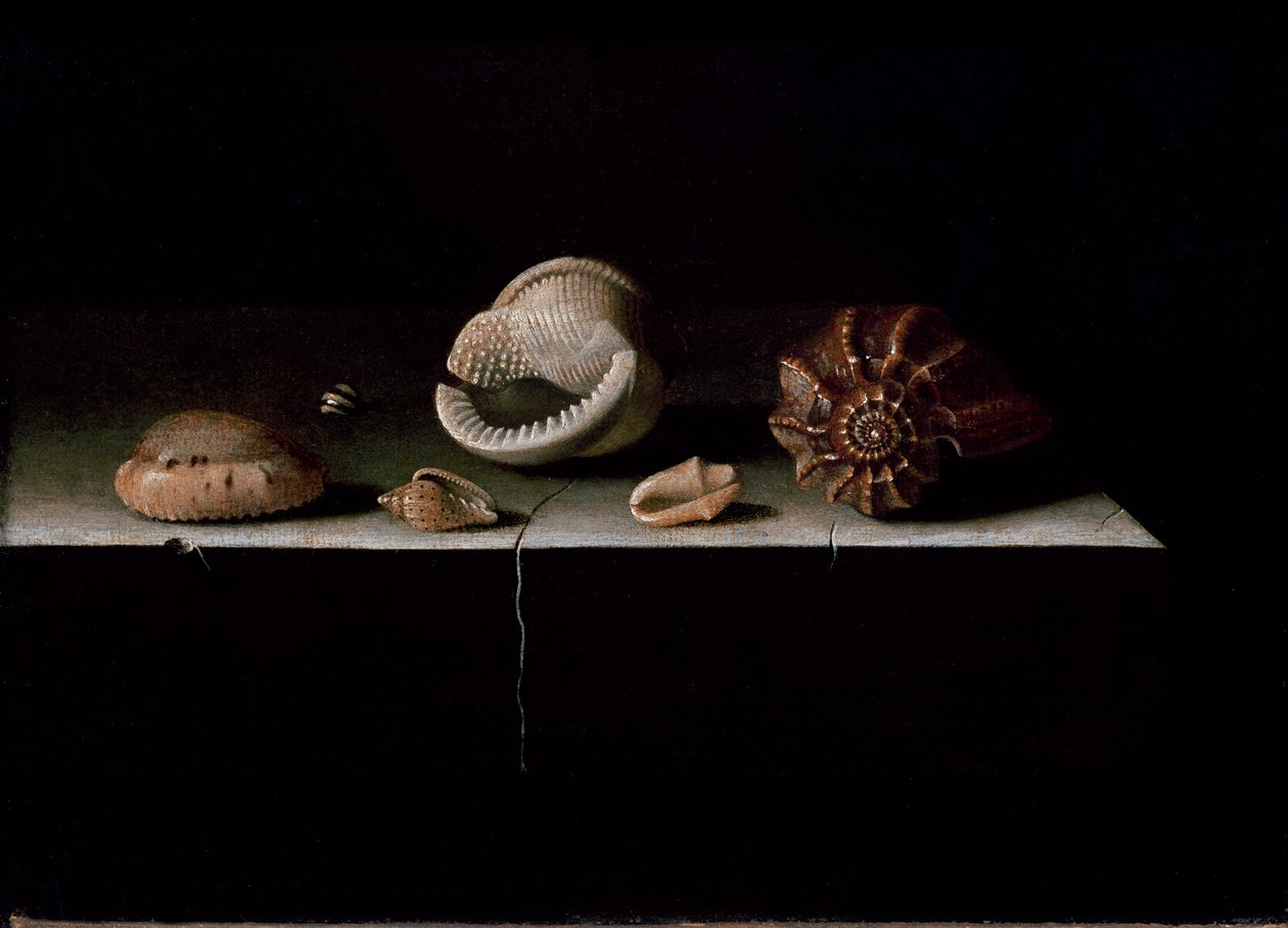 Seks skaller på en stenhylde, 1696 af Adrian Coorte