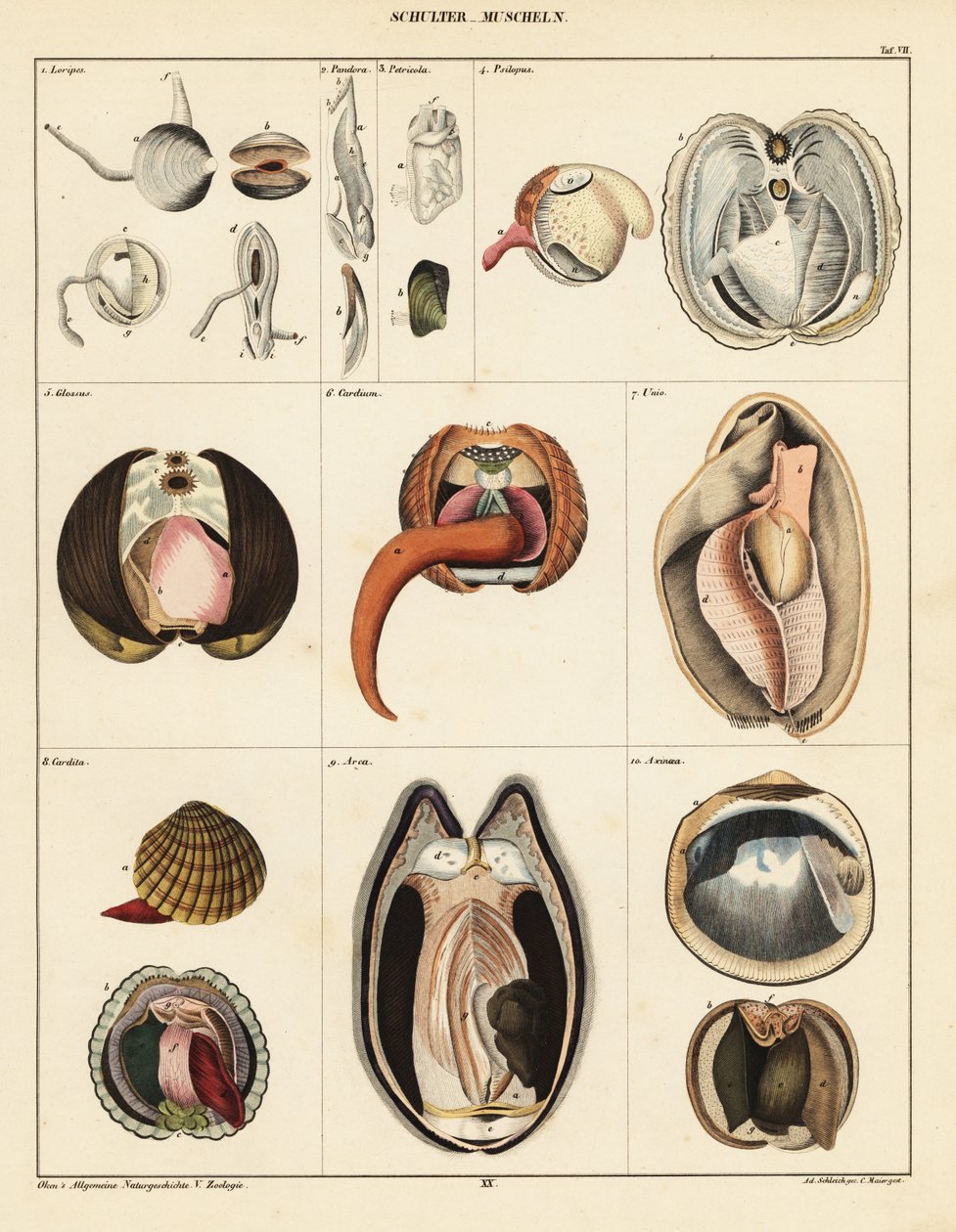 Anatomi af toskallede bløddyr., 1841 (litografi) af Adrian Schleich