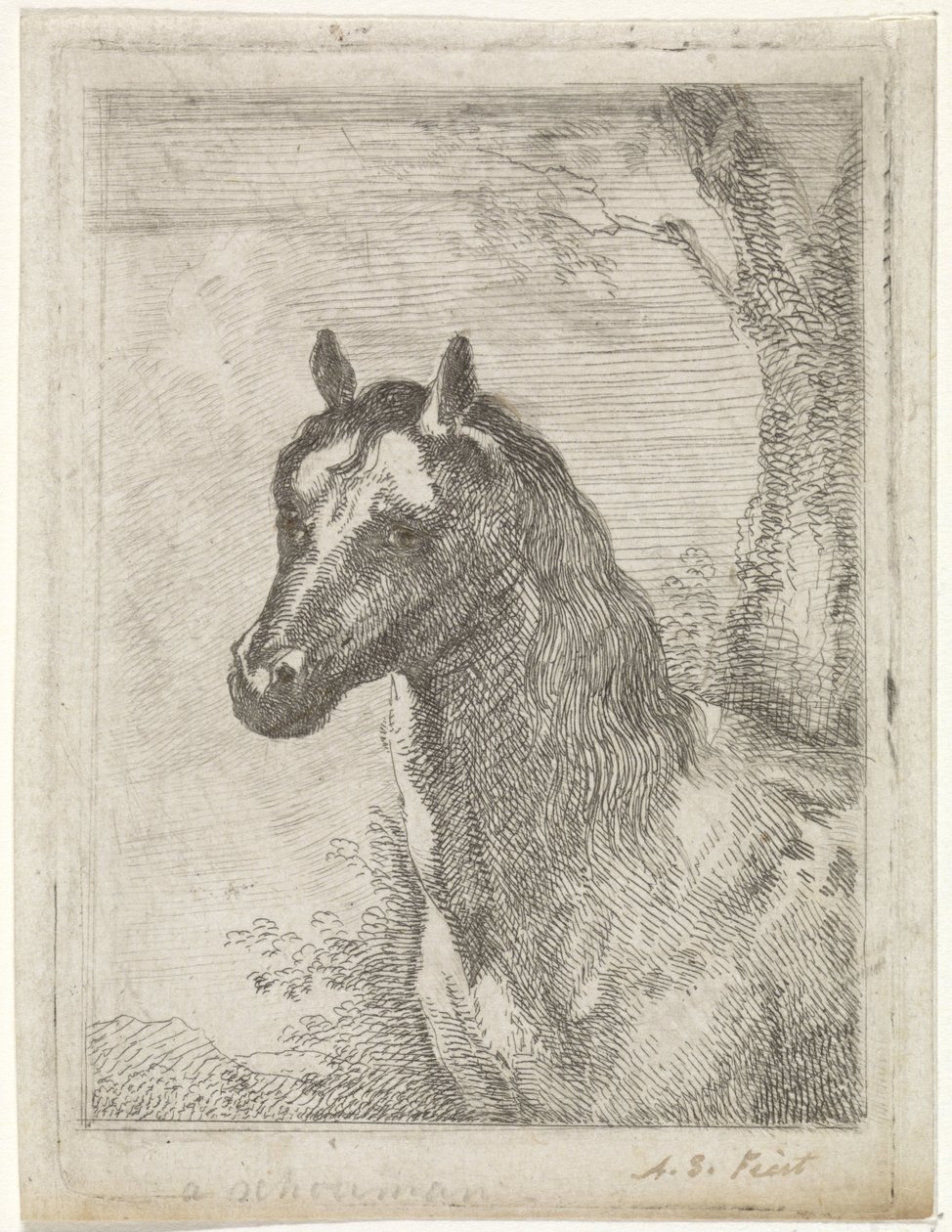 hestehoved af Aert Schouman (signed by artist)