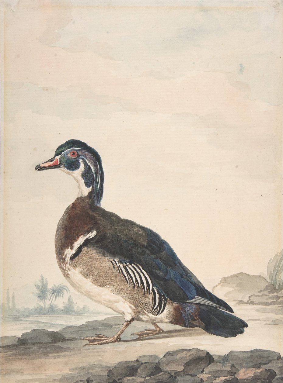 En And, 1725-92. af Aert Schouman