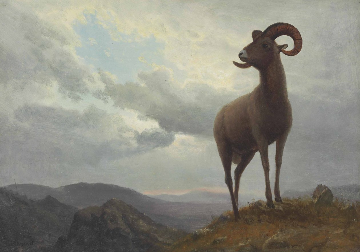 Langhårede får af Albert Bierstadt