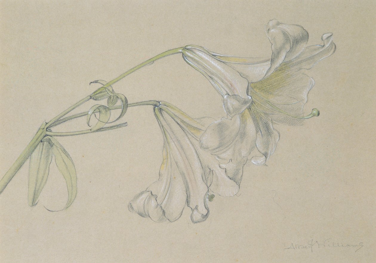 Lily (wc, blyant og kridt på papir) af Albert Williams