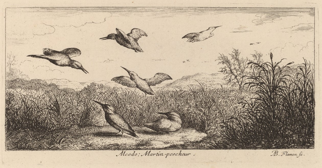 Alcedo, Isfuglen af Albert Flamen