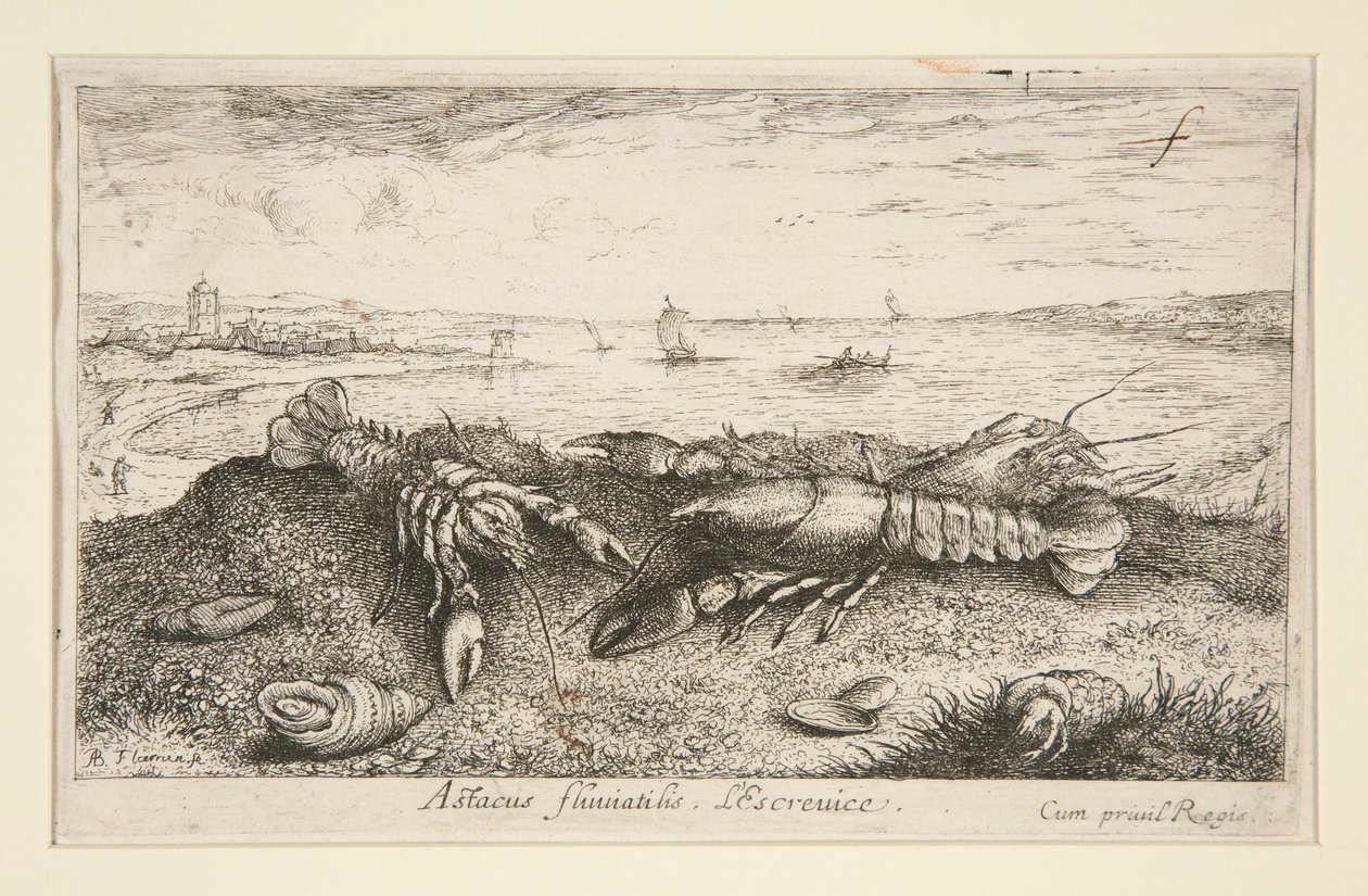 Astacus fluriatilis. L af Albert Flamen