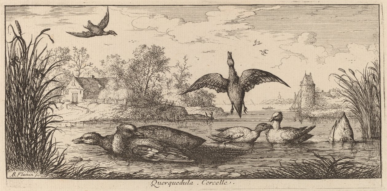 Querpedula, The Teal af Albert Flamen