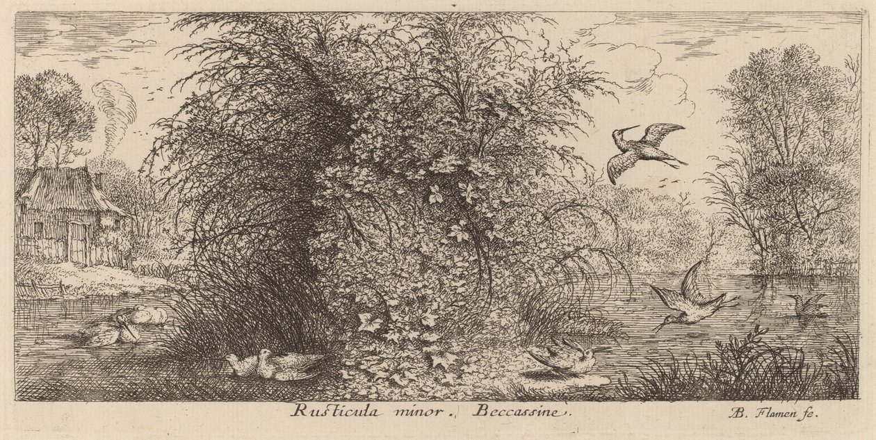 Rusticula minor, Snipe af Albert Flamen