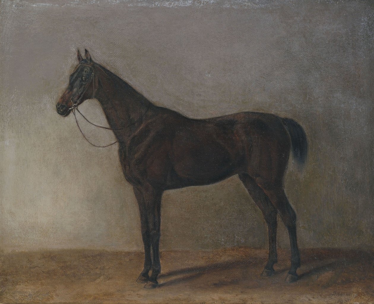 Brun vallak af Albrecht Adam