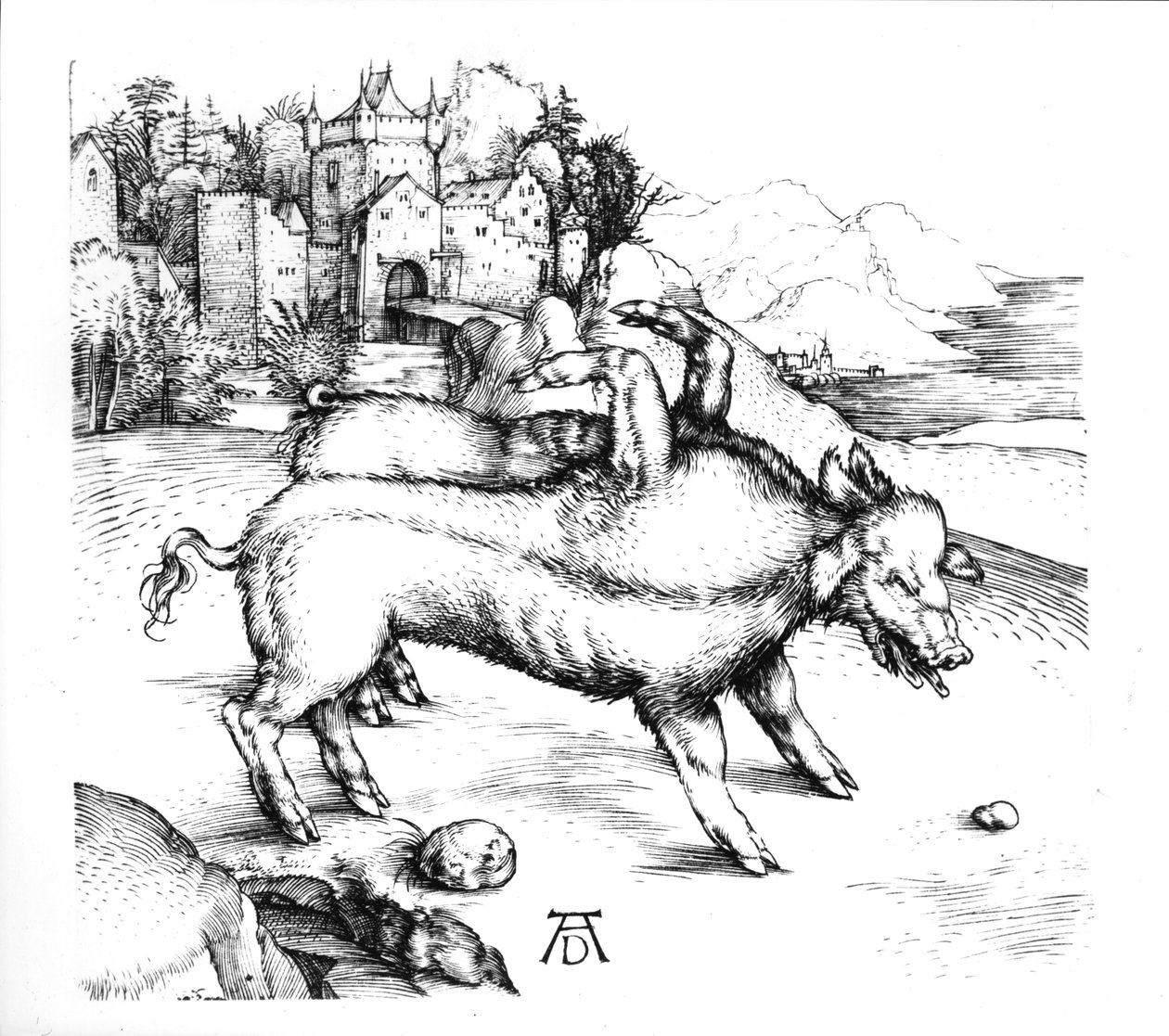 Monstrøst gris af Albrecht Dürer