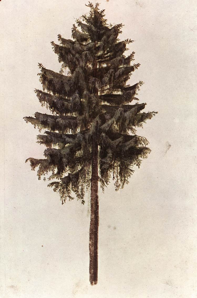 Picea abies træ af Albrecht Dürer
