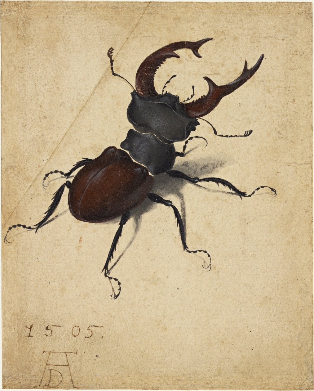 Stag Beetle af Albrecht Dürer