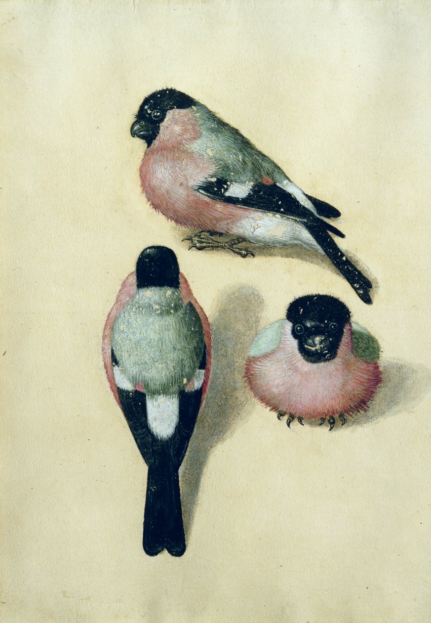 Tre studier af en bullfinch (wc und gouache på papir) af Albrecht Dürer