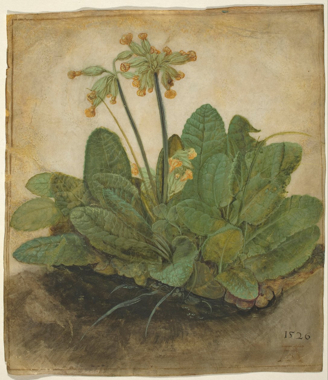 Tuft af køer af Albrecht Dürer