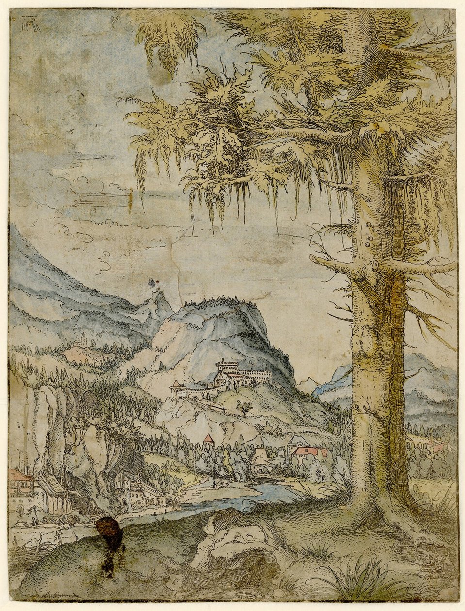 Stor gran, ca 1517-1520. af Albrecht Altdorfer