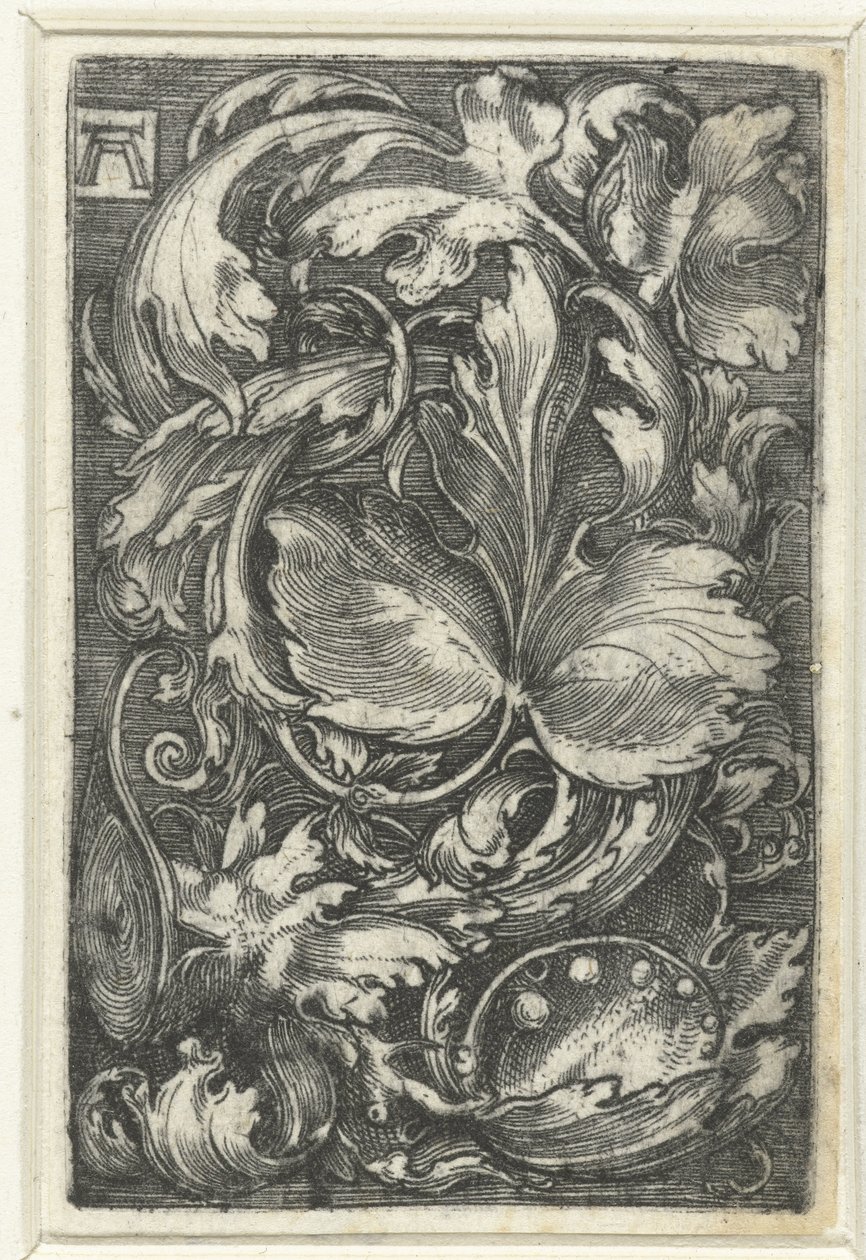Ornament met bladranken af Albrecht Altdorfer