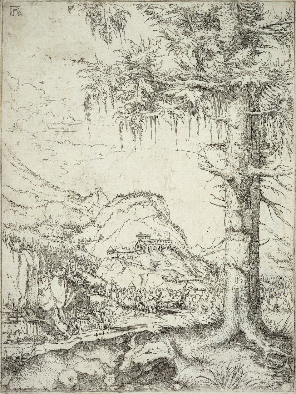 Den store gran, c.1520 af Albrecht Altdorfer