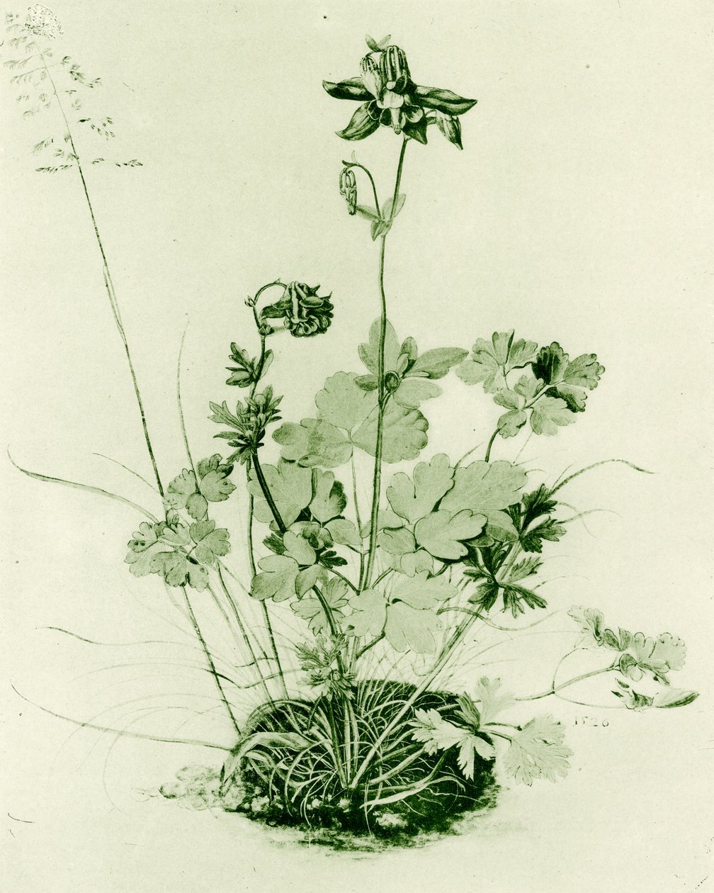 Akeleje af Albrecht Dürer