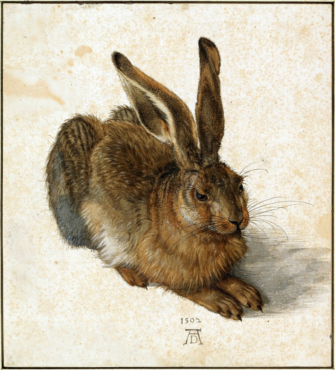 Hare (retoucheret) af Albrecht Dürer