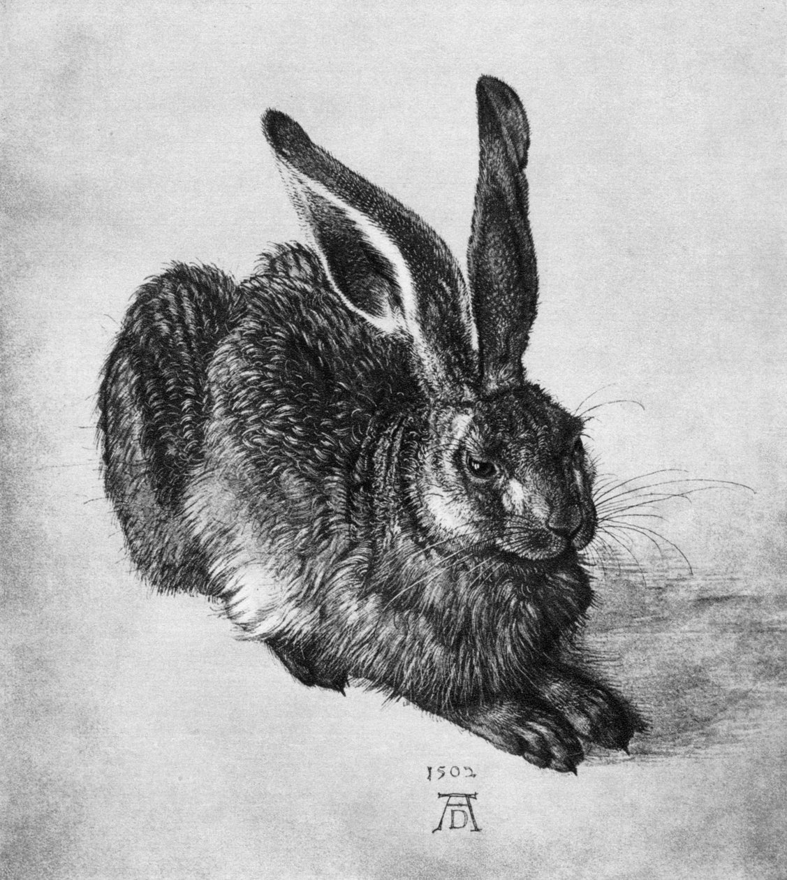 Hare, 1502, 1936 af Albrecht Dürer