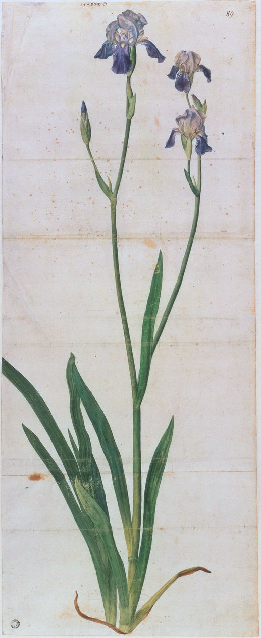 Tysk iris, ca 1503. af Albrecht Dürer