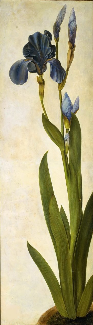 Trojansk iris, ca 1505-1508. af Albrecht Dürer