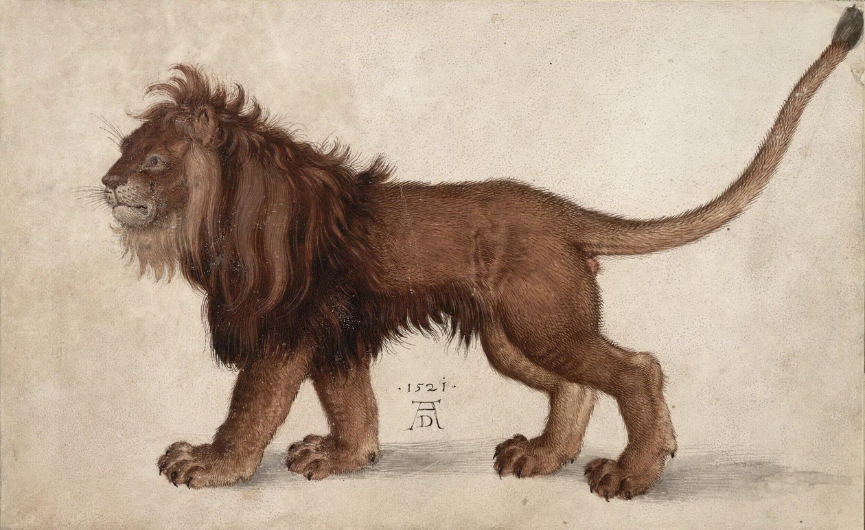 Løve, 1521. af Albrecht Dürer