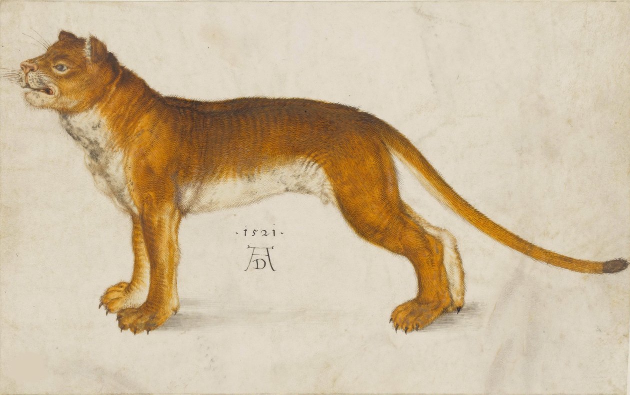 Løvinde, 1521. af Albrecht Dürer
