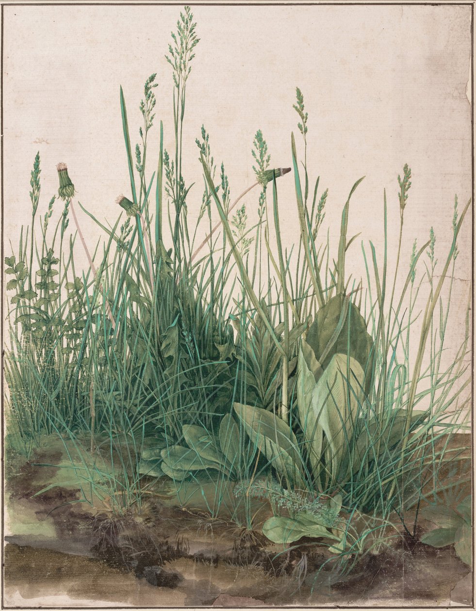 Det store stykke græstørv, 1503 af Albrecht Dürer