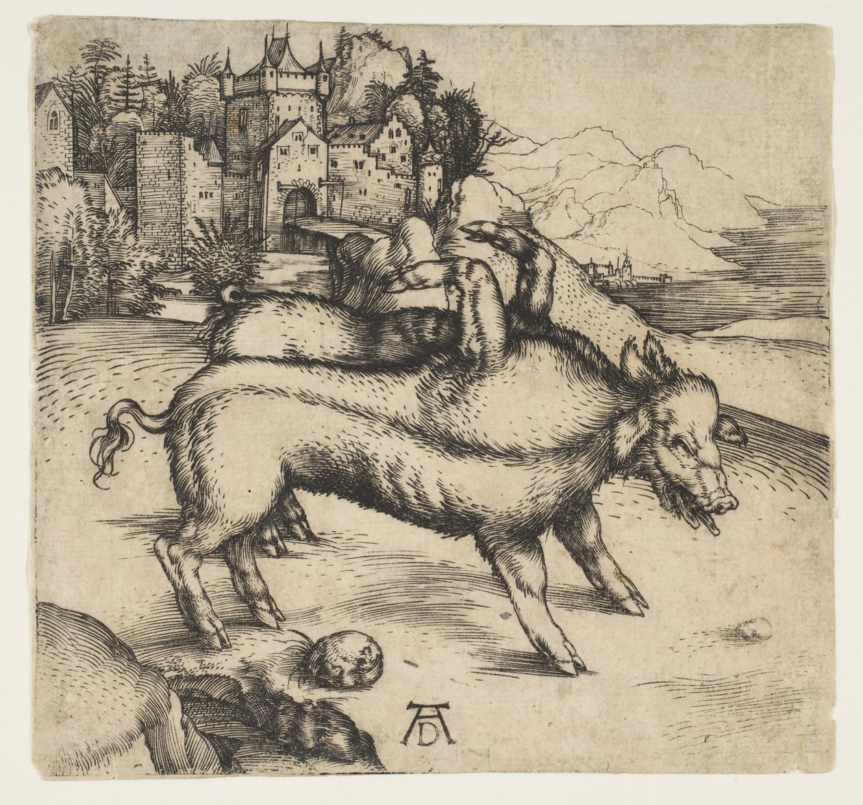 Den monstrøse gris fra Landser, ca. 1496. af Albrecht Dürer