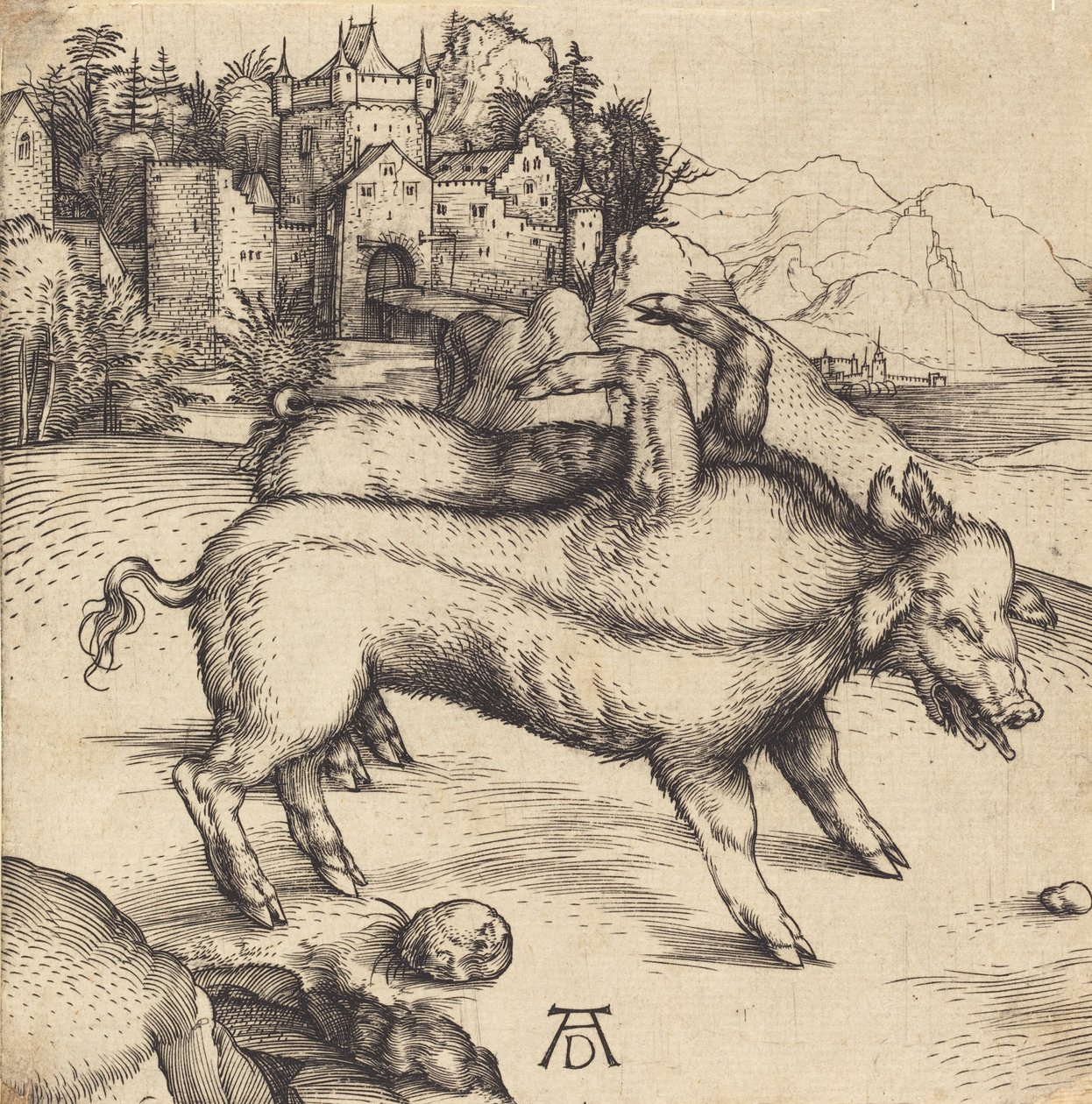 Det monstrøse svin fra Landser, sandsynligvis 1496. af Albrecht Dürer