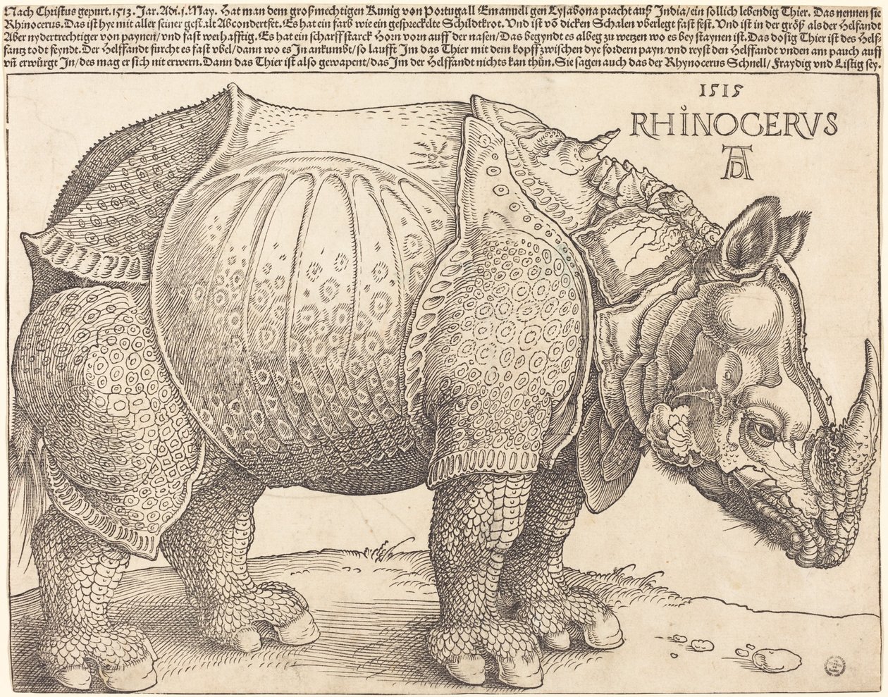 Næsehornet af Albrecht Dürer