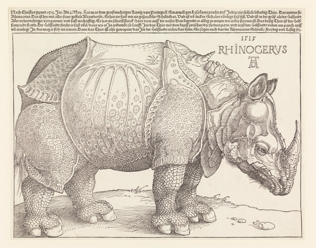 Næsehornet af Albrecht Dürer
