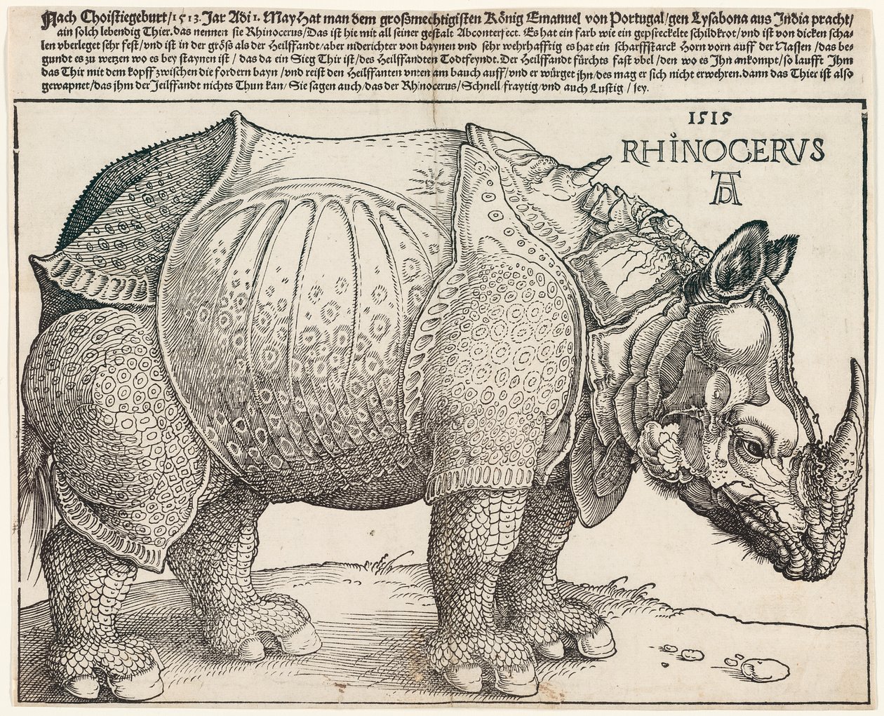 Næsehornet af Albrecht Dürer